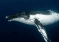 Satoshi-Era Bitcoin Whale Awakens, Moves $48M in Vintage BTC