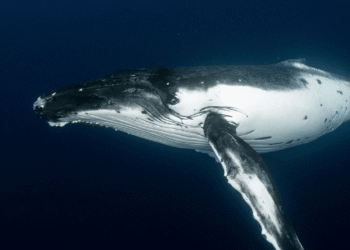 Satoshi-Era Bitcoin Whale Awakens, Moves $48M in Vintage BTC