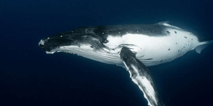 Satoshi-Era Bitcoin Whale Awakens, Moves $48M in Vintage BTC