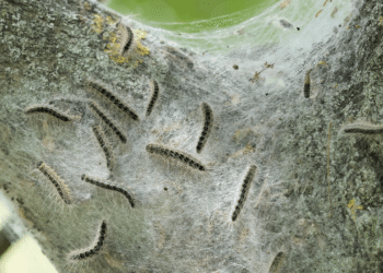 Oak Trees Have a Sneaky Trick to Starve the Caterpillars Eating Them