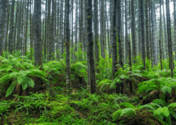Scientists Stumbled Back Onto a Forest Experiment Abandoned for 30 Years, and the Results Stunned Them
