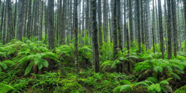 Scientists Stumbled Back Onto a Forest Experiment Abandoned for 30 Years, and the Results Stunned Them